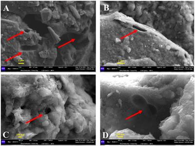 Exploring Microbial Biosignatures in Mn-Deposits of Deep Biosphere: A Preliminary Cross-Disciplinary Approach to Investigate Geomicrobiological Interactions in a Cave in Central Italy